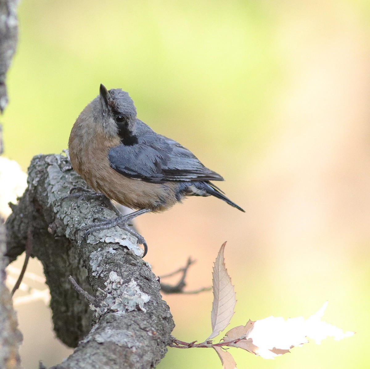 White-tailed Nuthatch - ML621030116