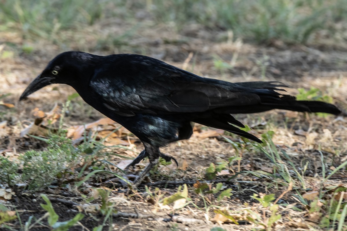 Great-tailed Grackle - ML621030119
