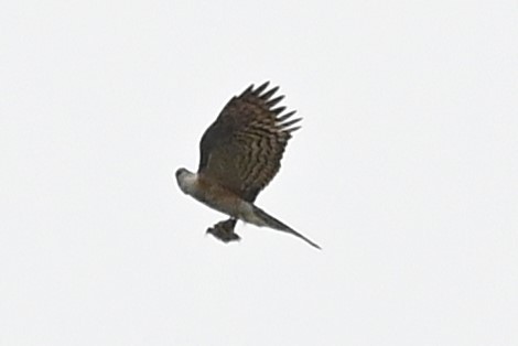 Eurasian Sparrowhawk - ML621030130