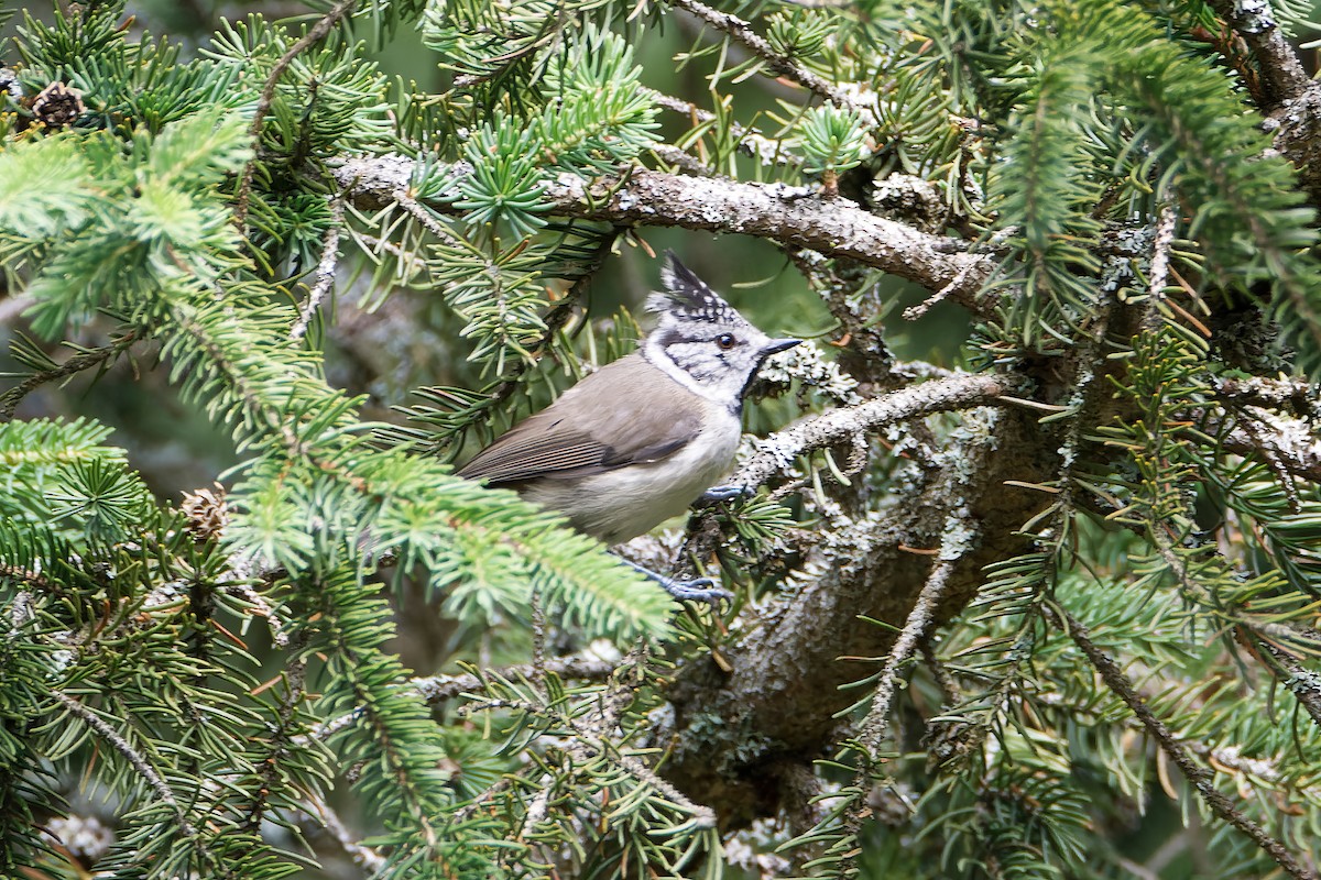 Crested Tit - ML621030131