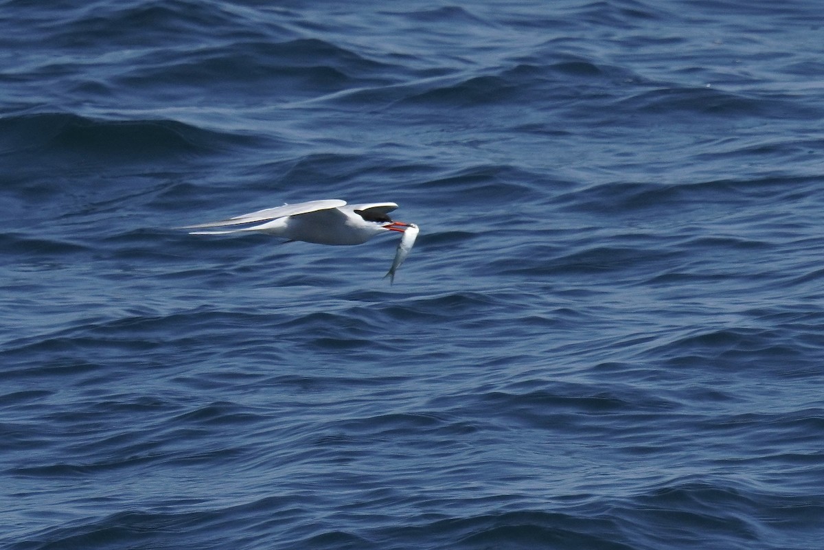 Common Tern - ML621030157