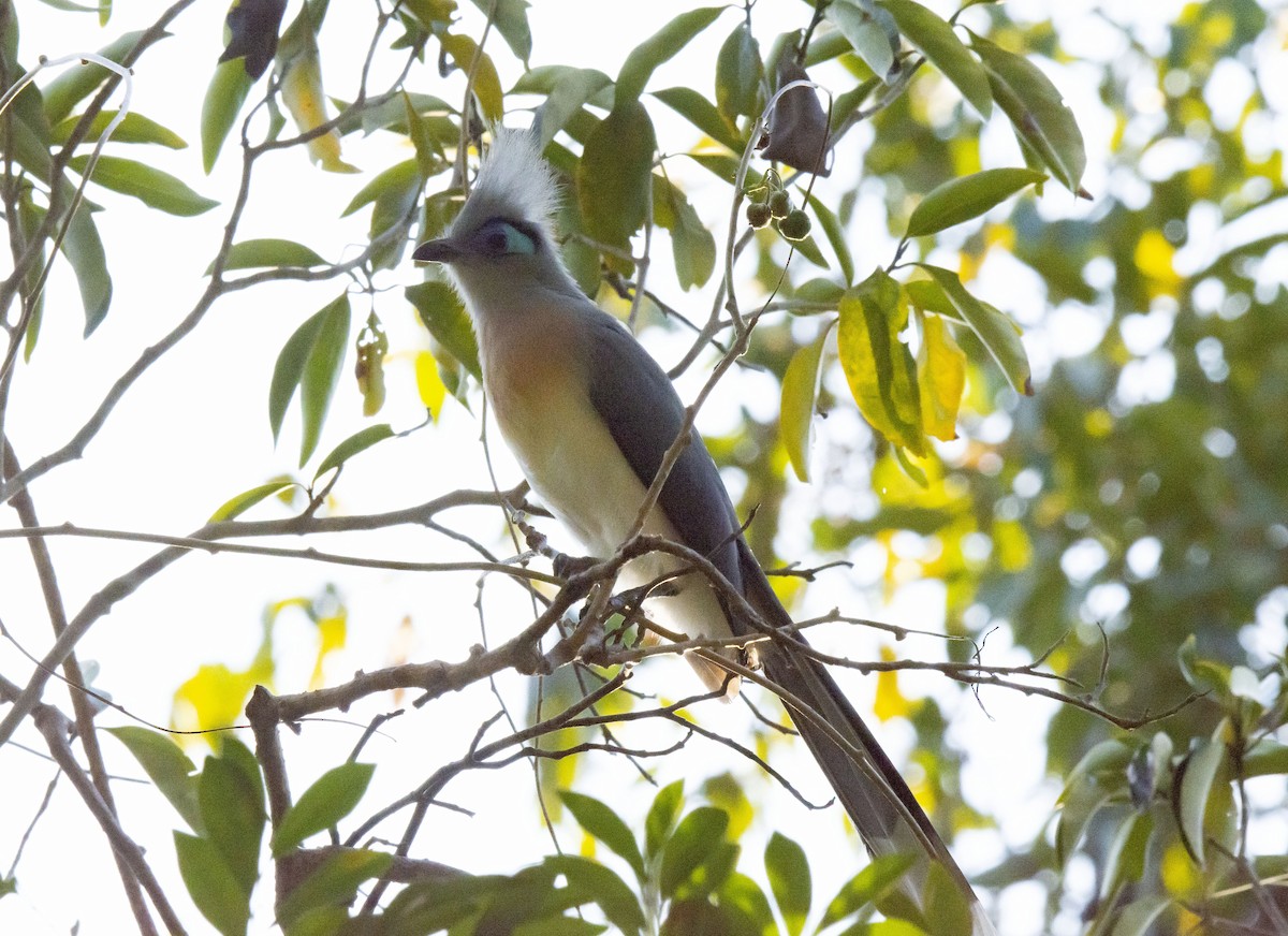 Crested Coua (Crested) - ML621030181