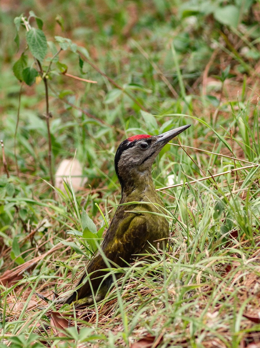 Gray-headed Woodpecker - ML621030205