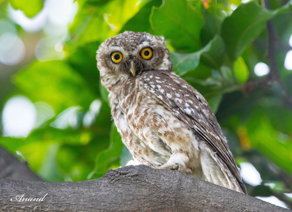 Spotted Owlet - ML621030209