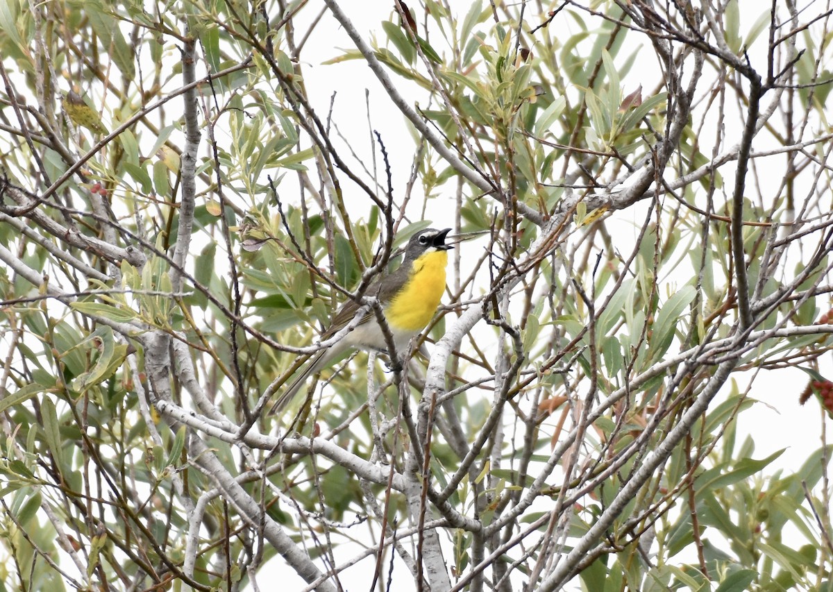 Yellow-breasted Chat - ML621030229