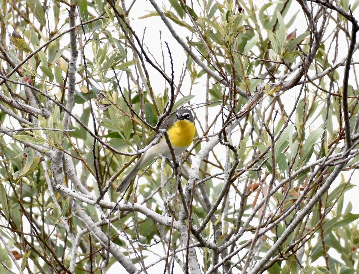 Yellow-breasted Chat - ML621030232