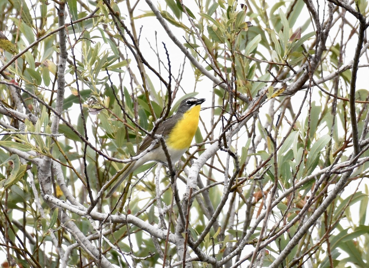 Yellow-breasted Chat - ML621030236