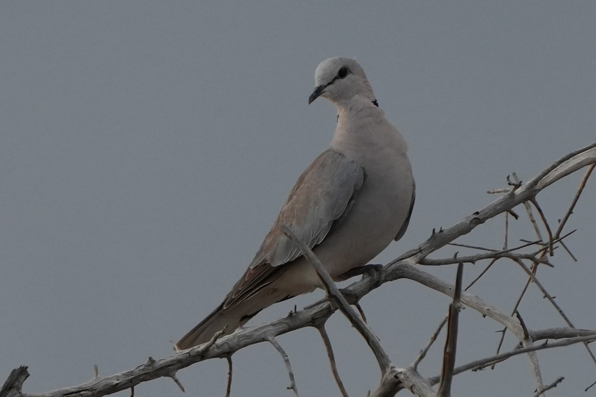 Ring-necked Dove - ML621030246