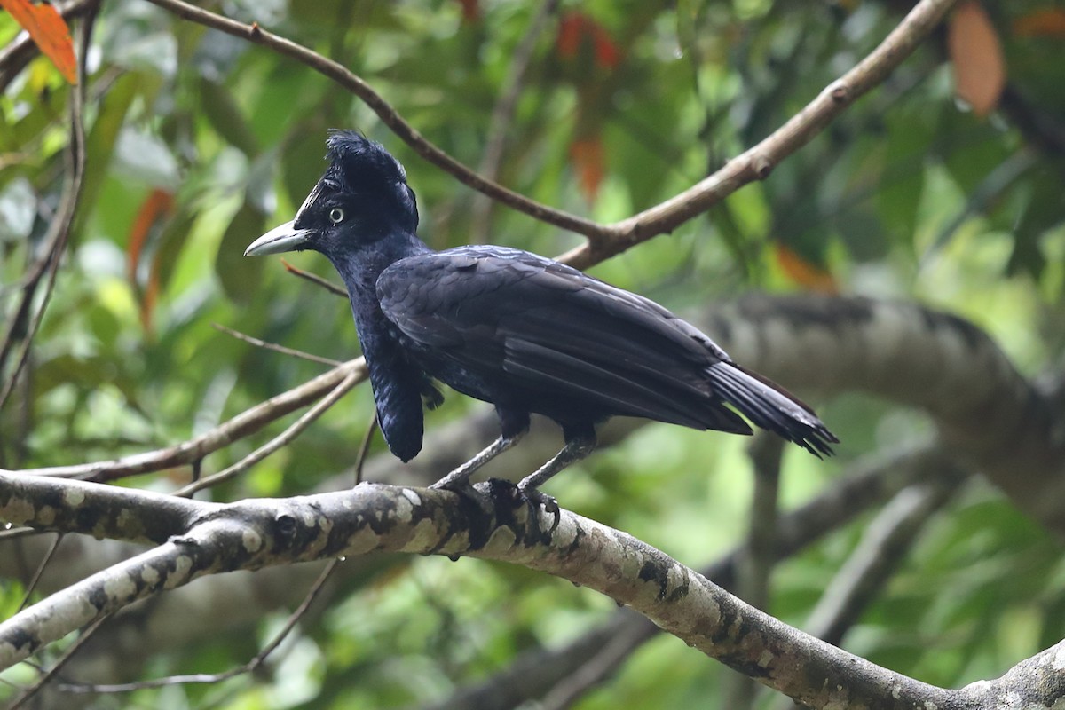 Amazonian Umbrellabird - ML621030330