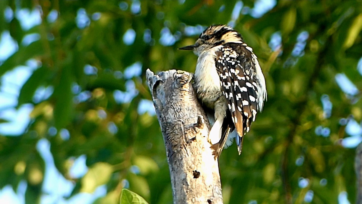 Downy Woodpecker - ML621030344