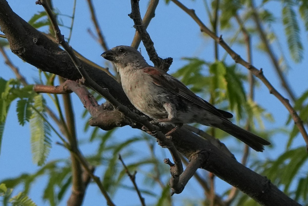 Southern Gray-headed Sparrow - ML621030455