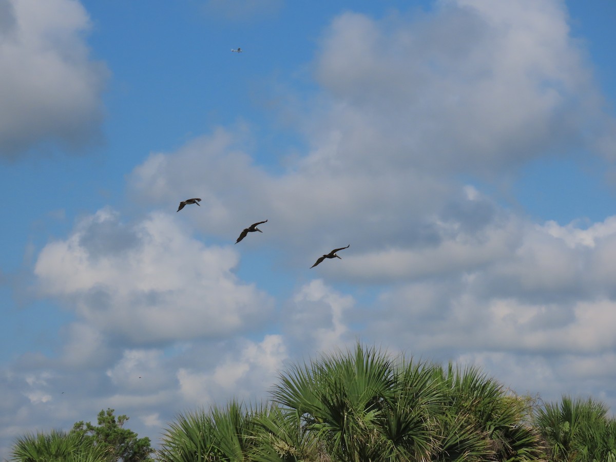 Brown Pelican - ML621030486