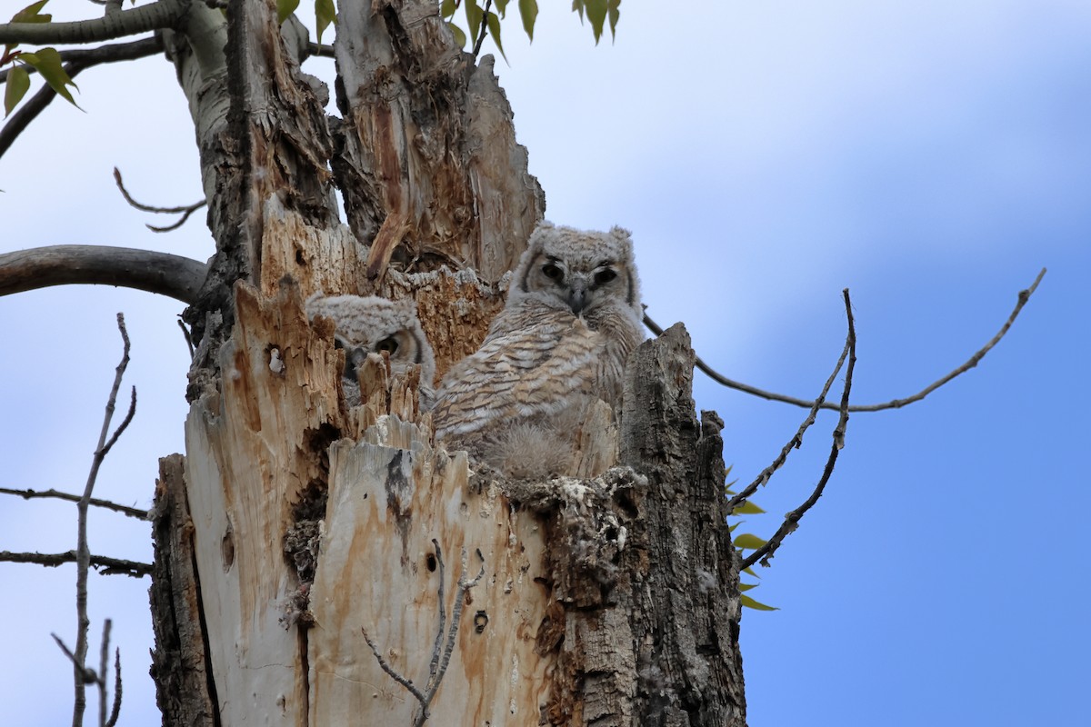 Great Horned Owl - ML621030495