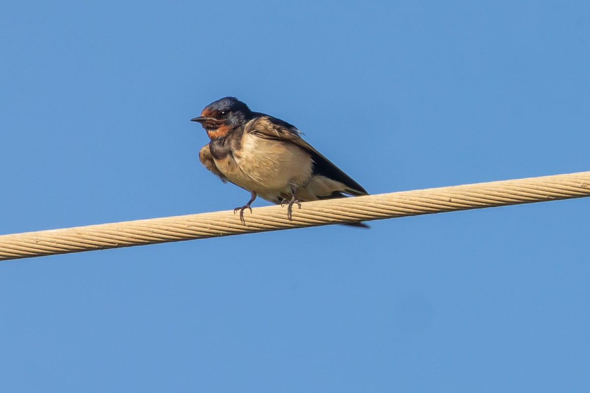 Barn Swallow - ML621030534