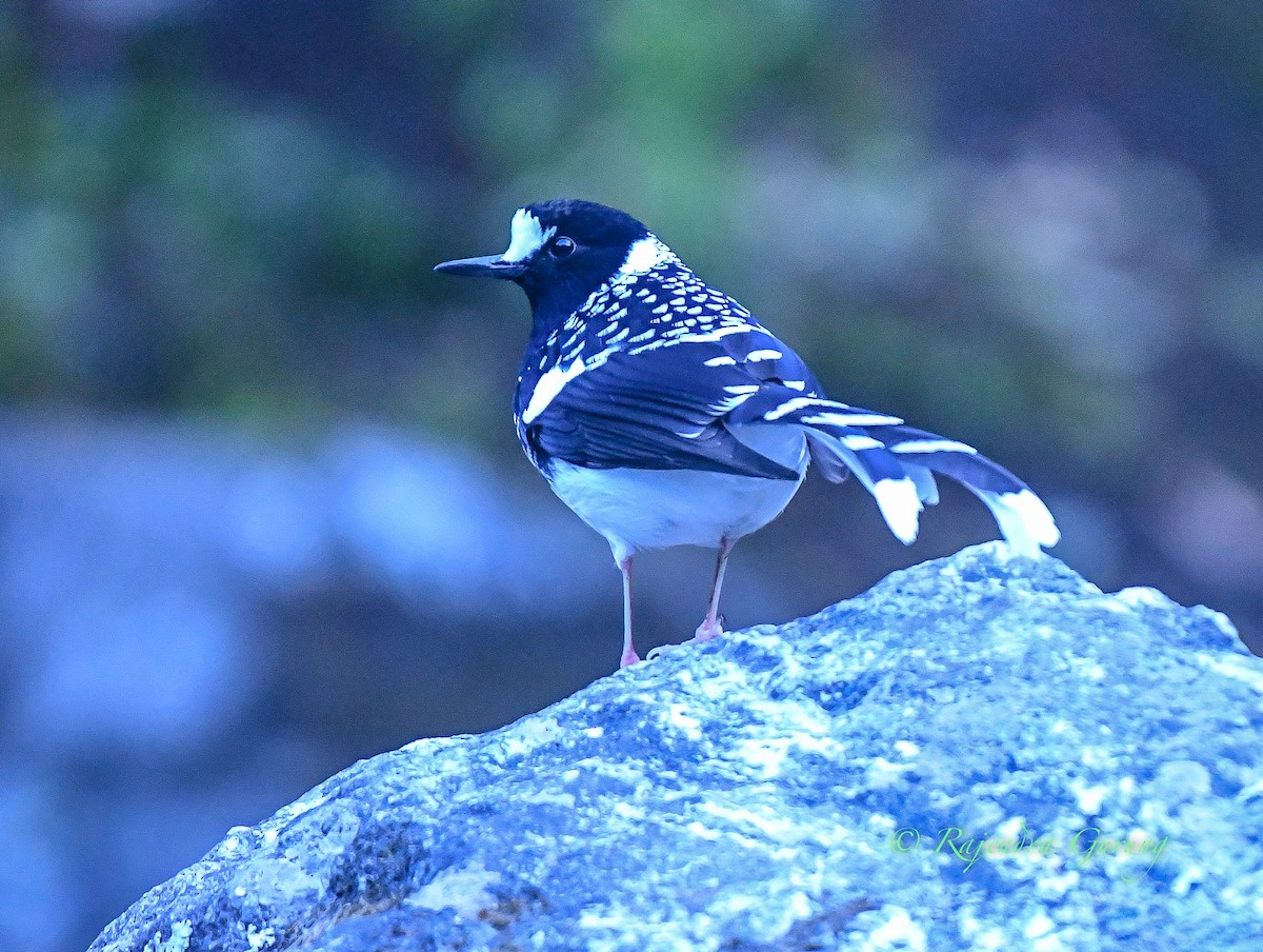 Spotted Forktail - ML621030548