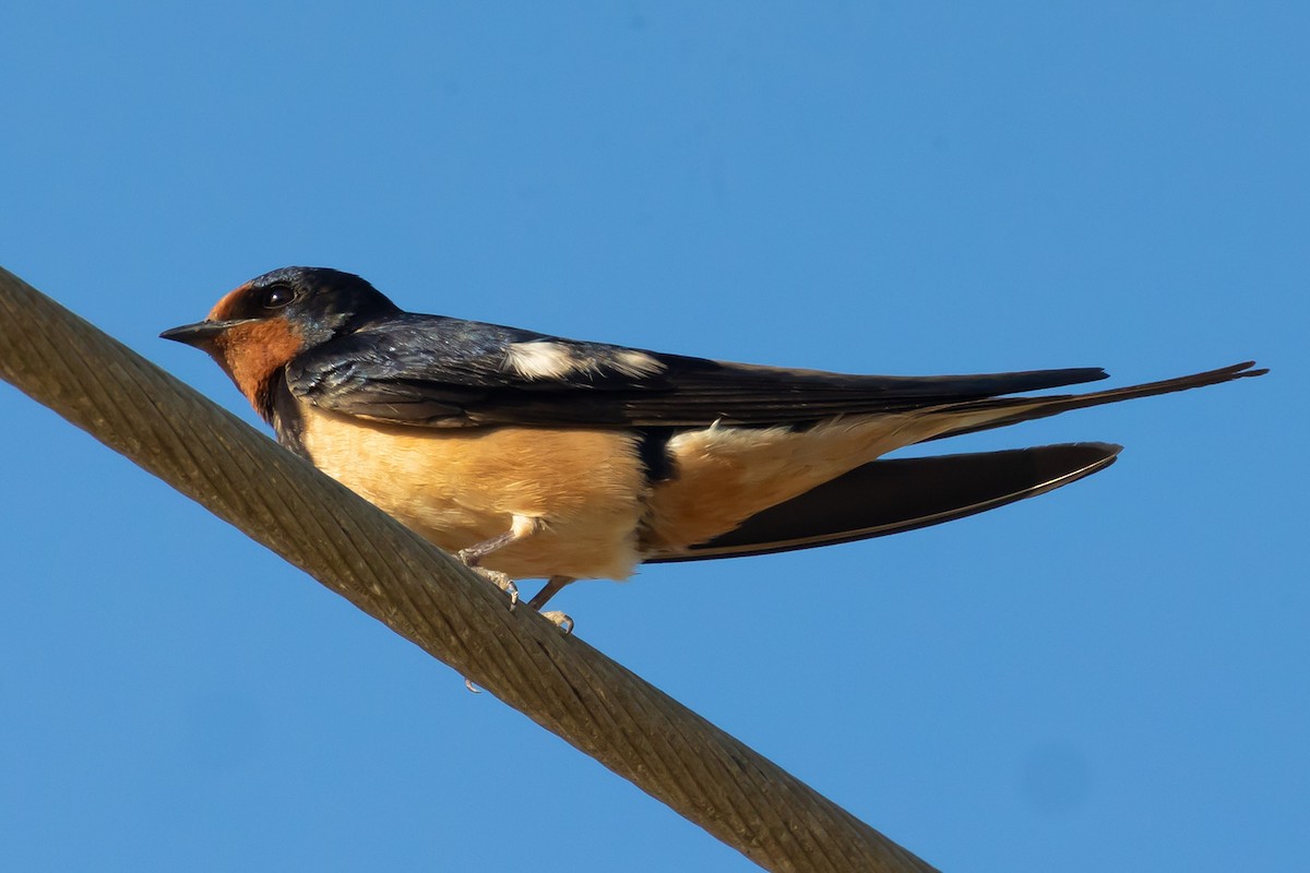 Barn Swallow - Oren Shatz