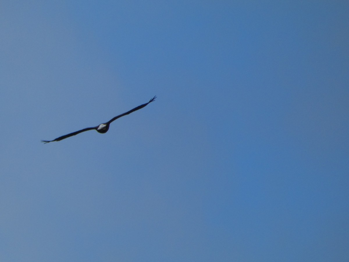 Белоголовый орлан - ML621030564