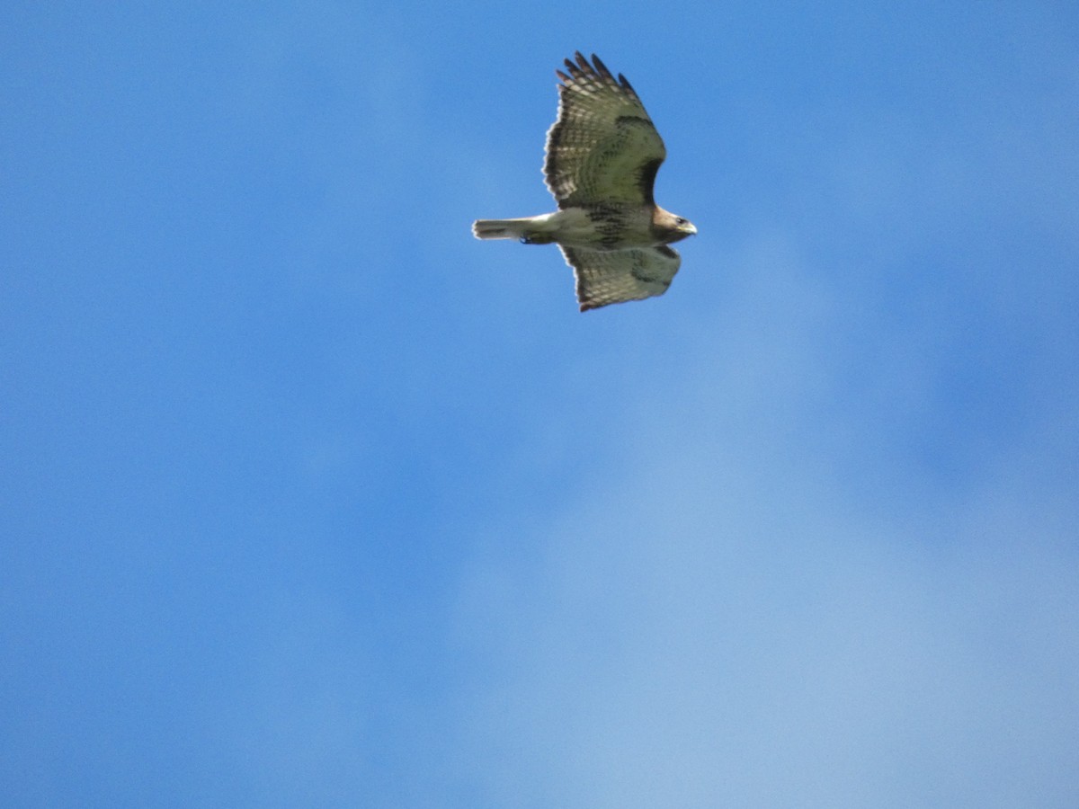 Red-tailed Hawk - ML621030591