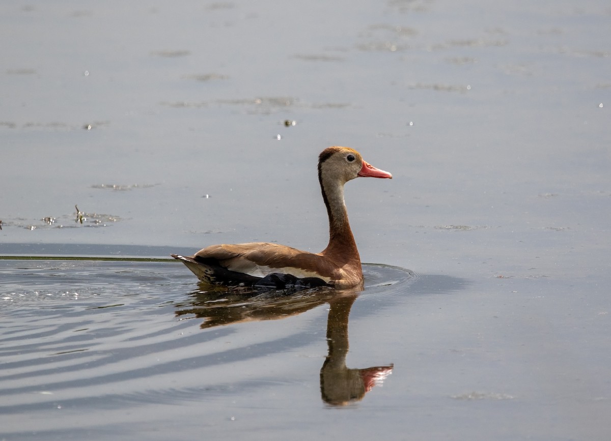 Black-bellied Whistling-Duck (fulgens) - ML621030603