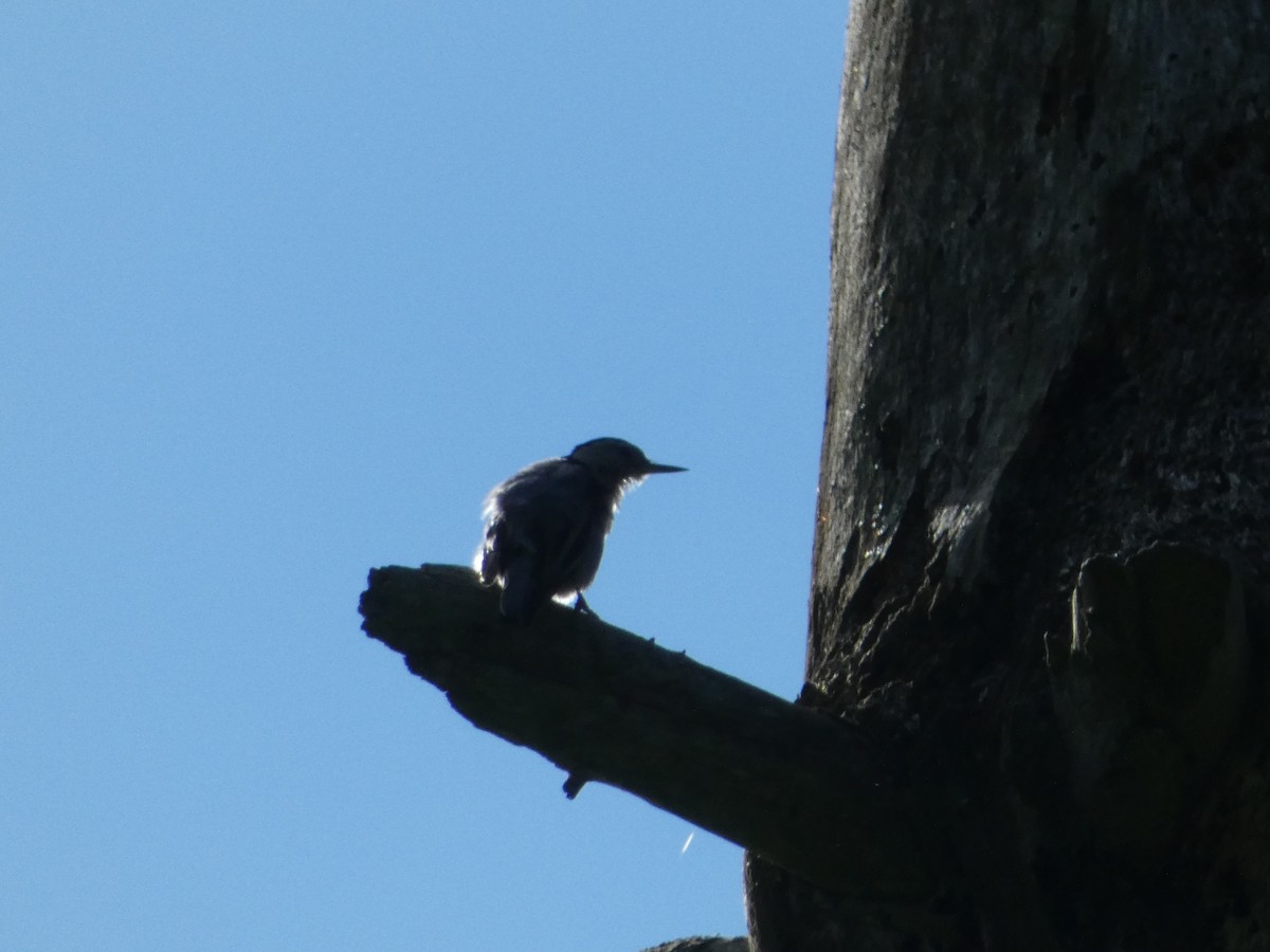 White-breasted Nuthatch - ML621030622