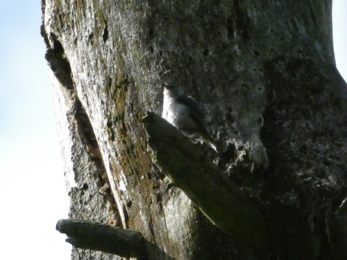 White-breasted Nuthatch - ML621030626