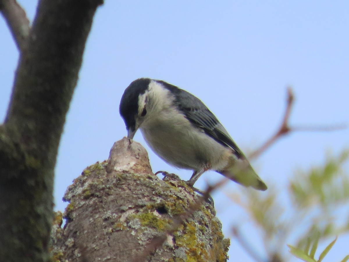White-breasted Nuthatch - ML621030686
