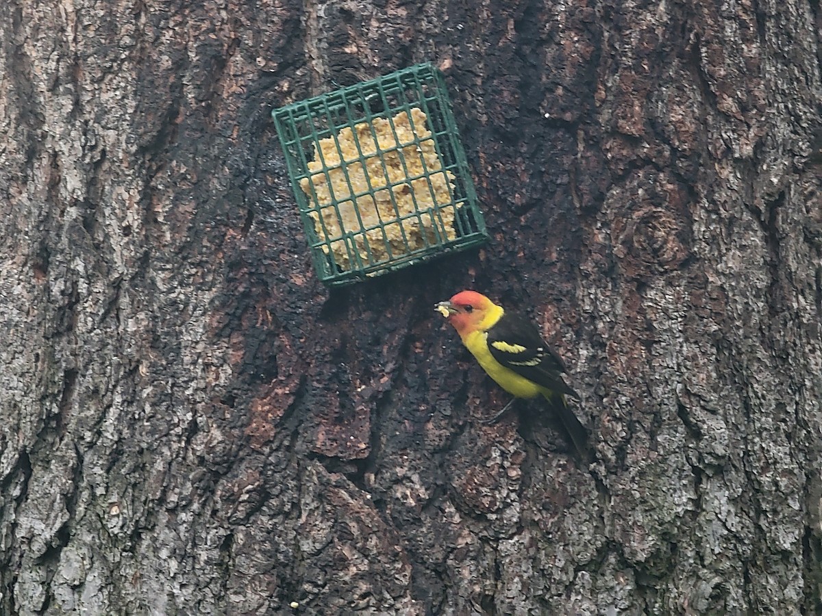 Western Tanager - ML621030725