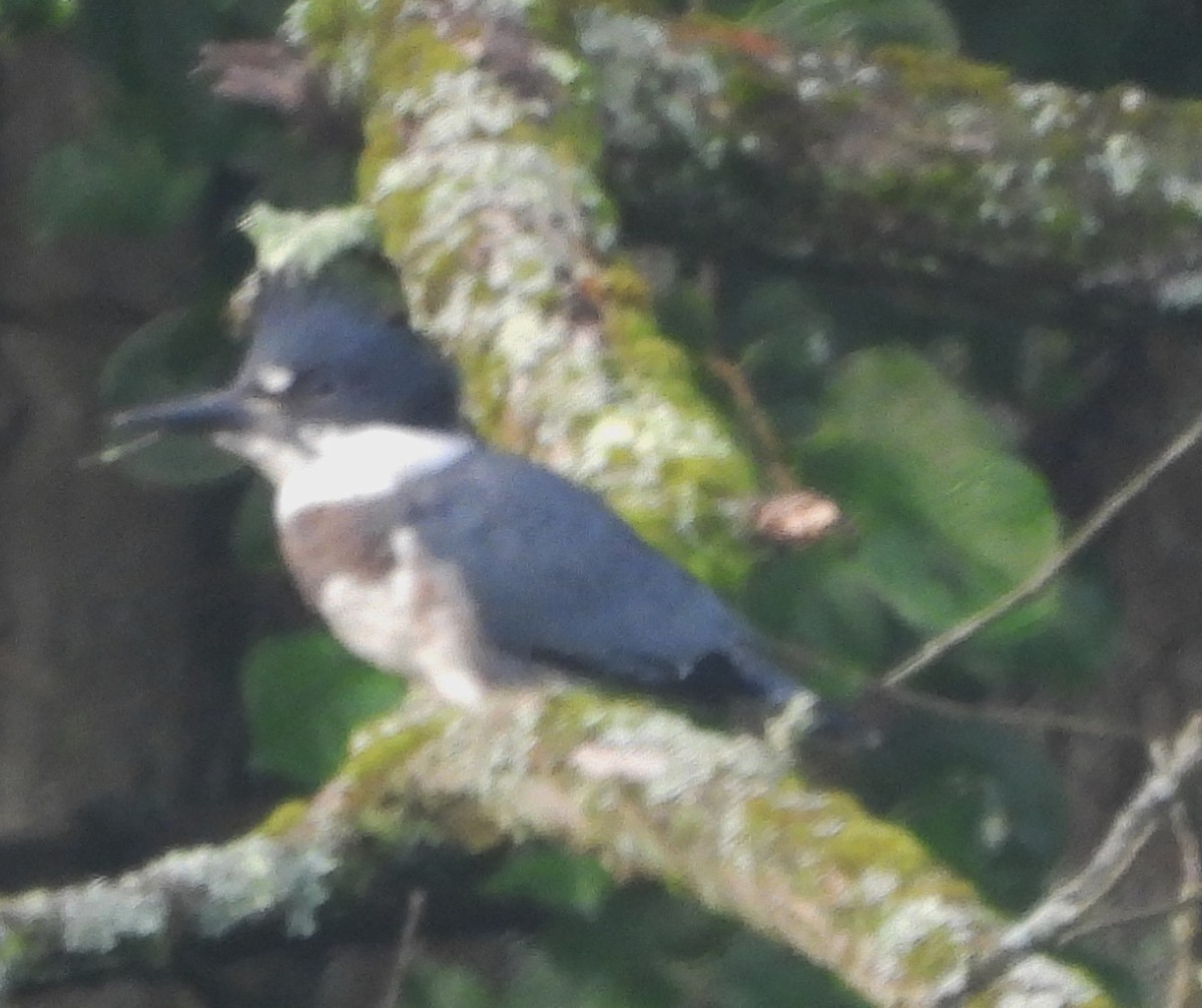 Belted Kingfisher - ML621030755