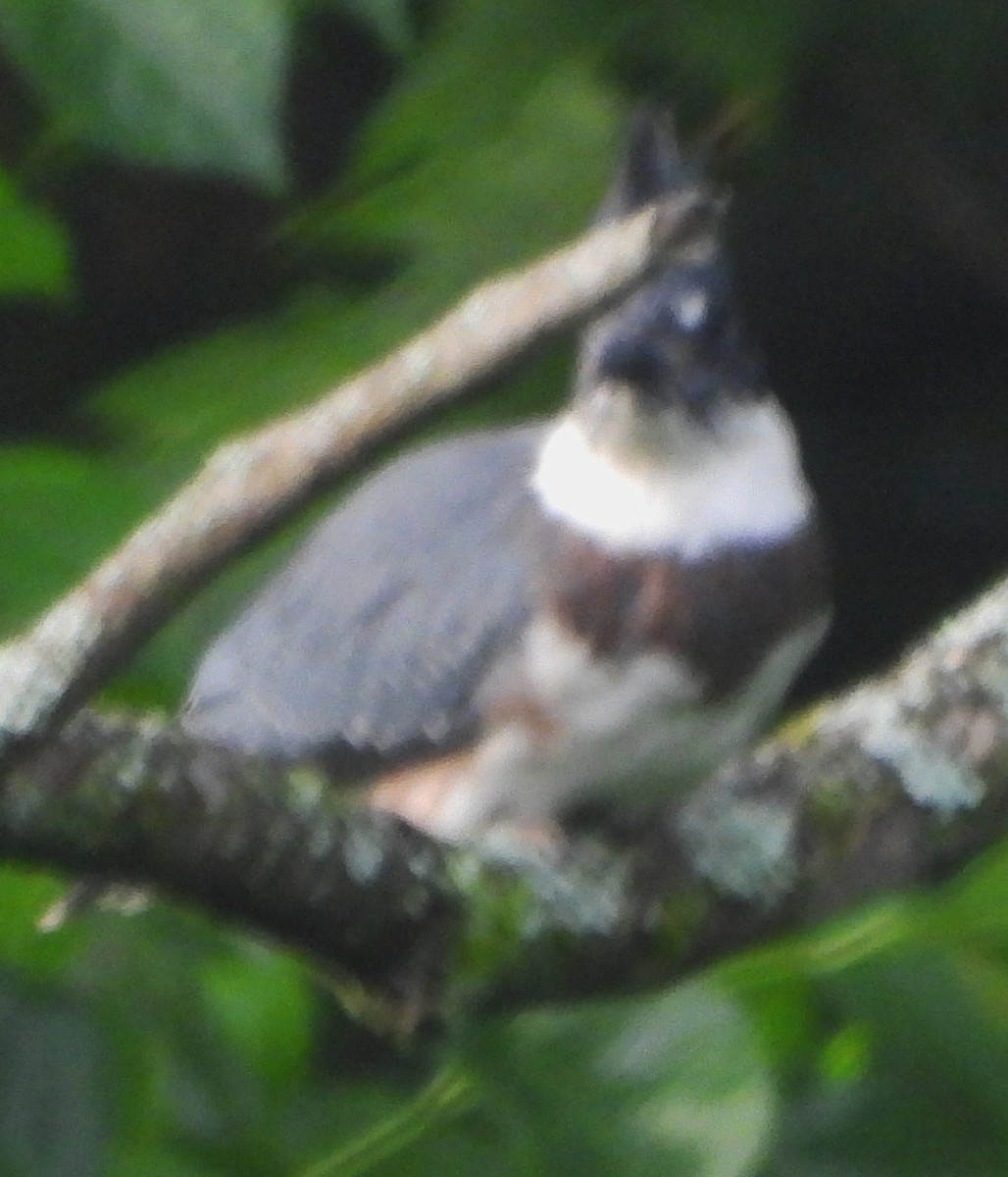 Belted Kingfisher - ML621030758