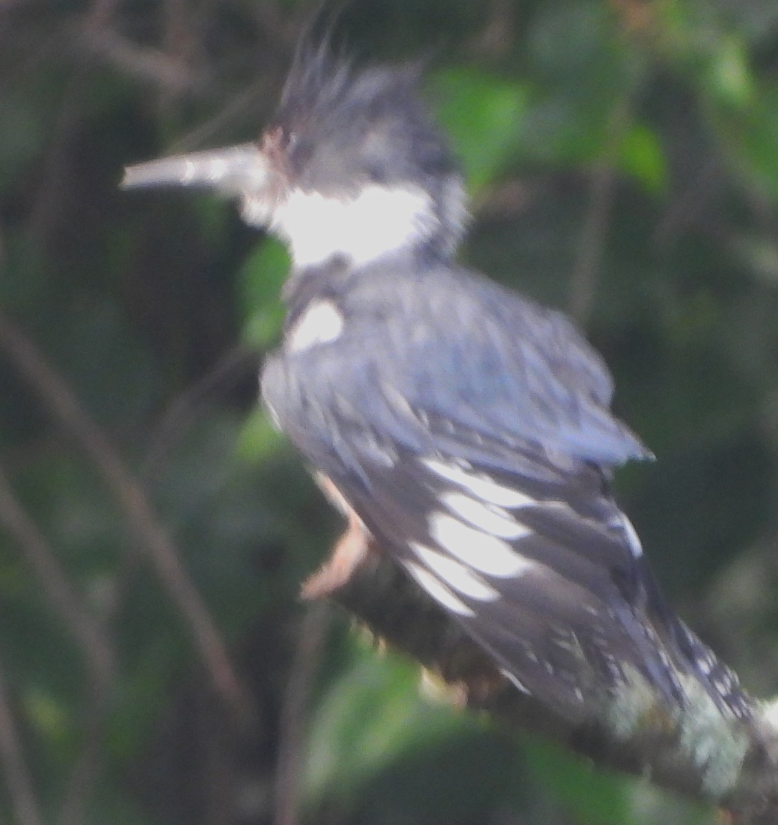 Belted Kingfisher - ML621030761