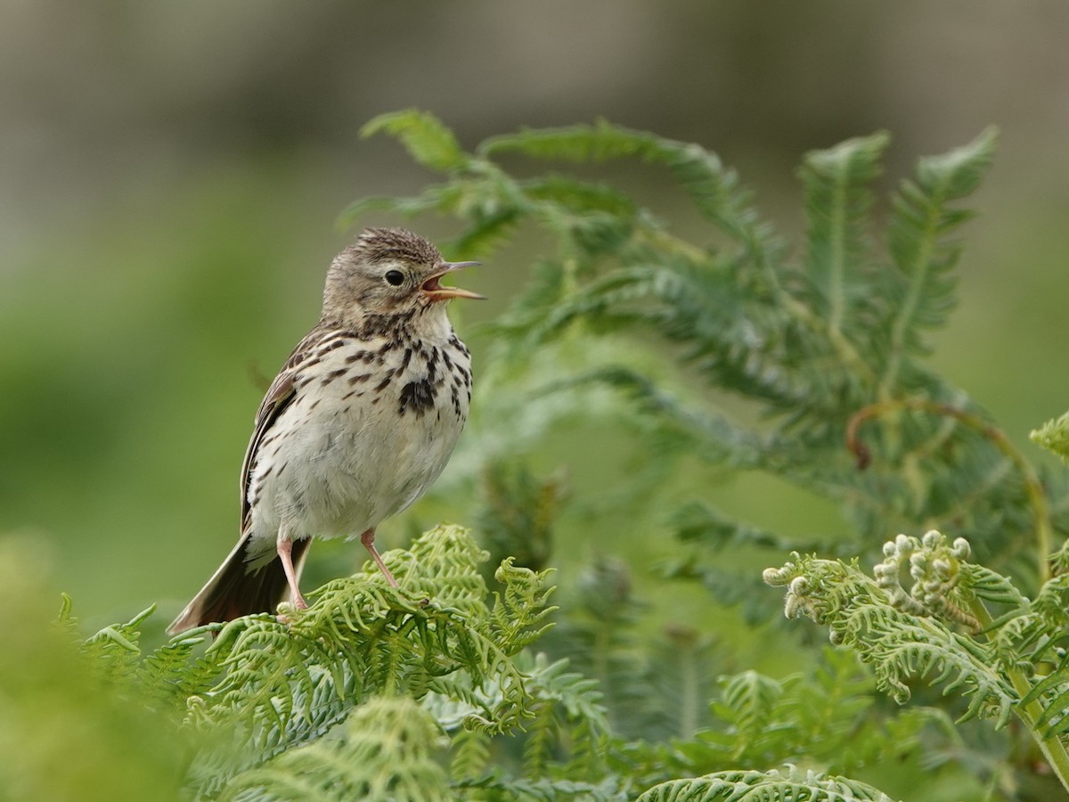 Meadow Pipit - ML621030807