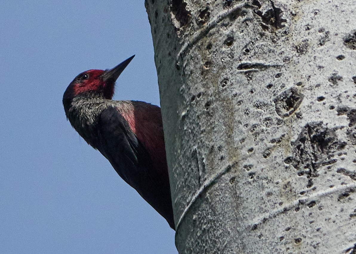 Lewis's Woodpecker - ML621030816