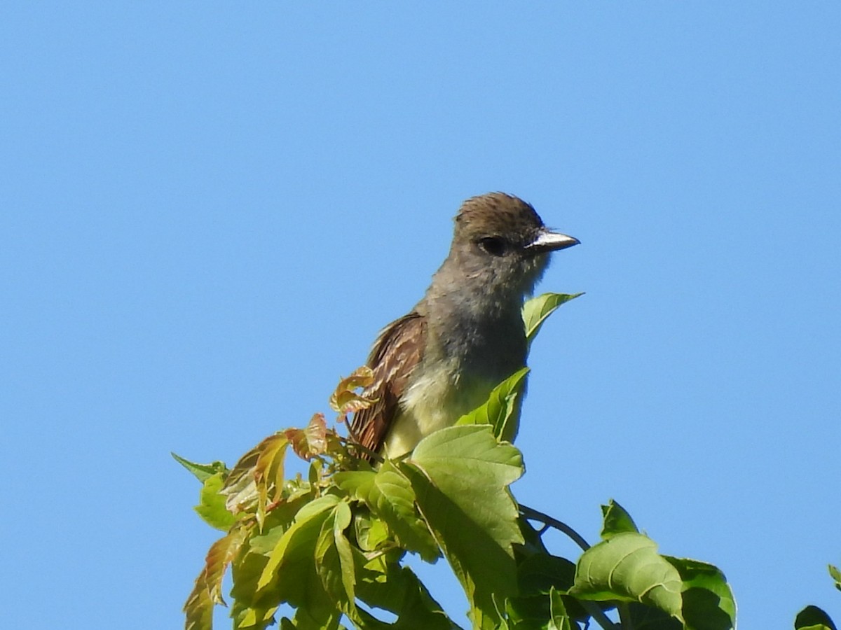 Great Crested Flycatcher - ML621030821