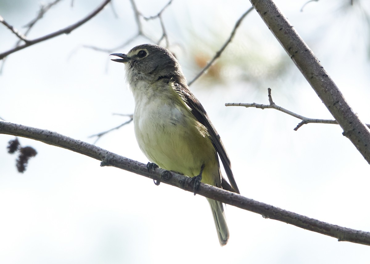 Cassin's Vireo - ML621030827