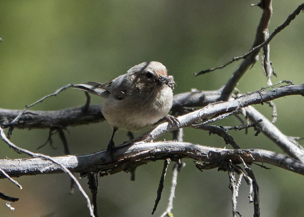 Bushtit - ML621030856