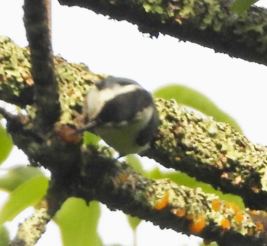White-breasted Nuthatch - ML621030902