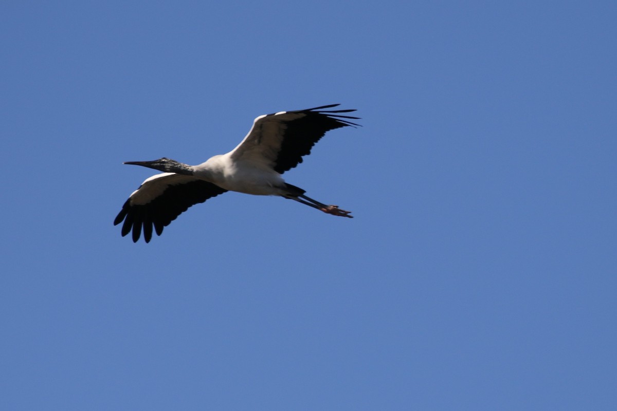 Wood Stork - ML621030912
