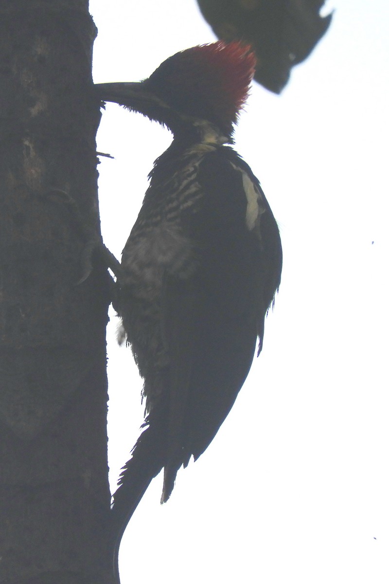 Lineated Woodpecker - ML621030965