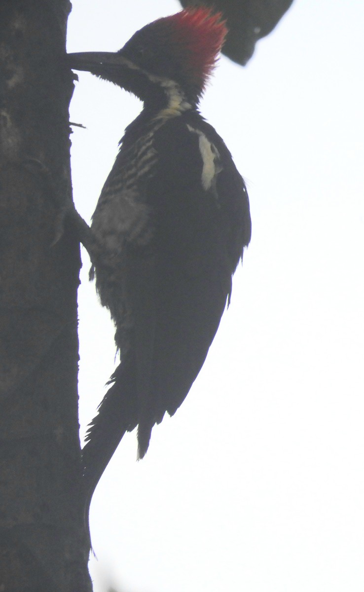 Lineated Woodpecker - ML621030966