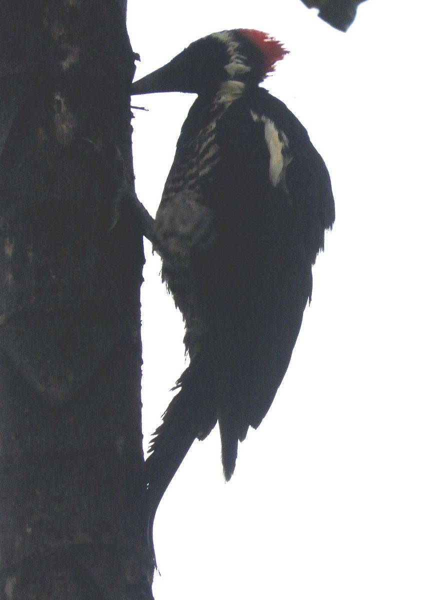 Lineated Woodpecker - ML621030967