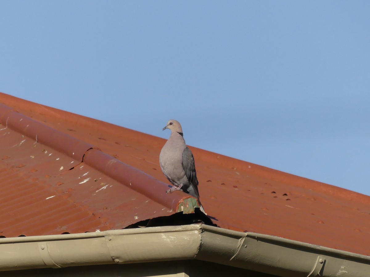 Red-eyed Dove - ML621030971