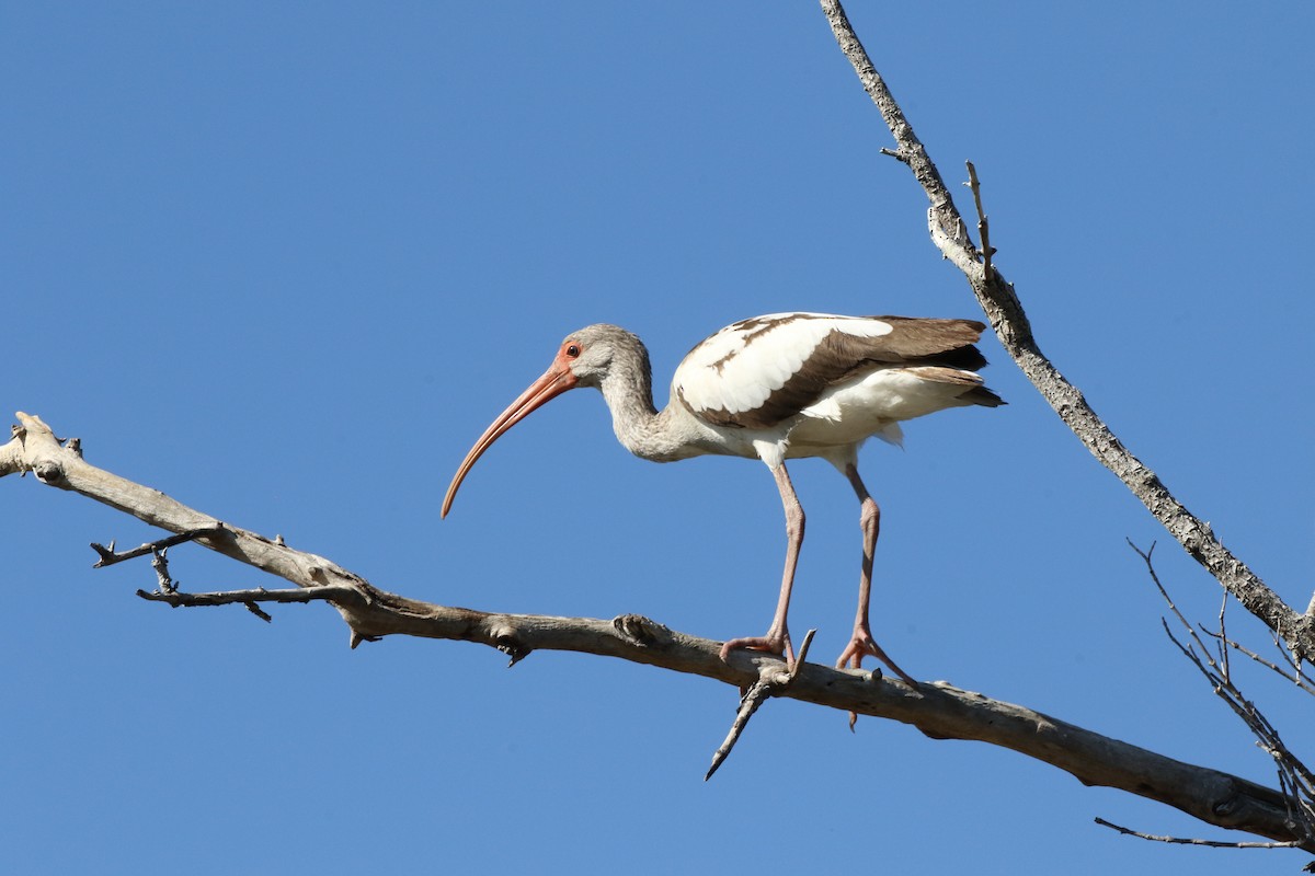 ibis bílý - ML621031047
