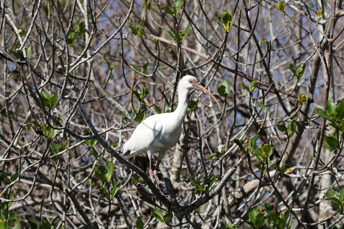 ibis bílý - ML621031048