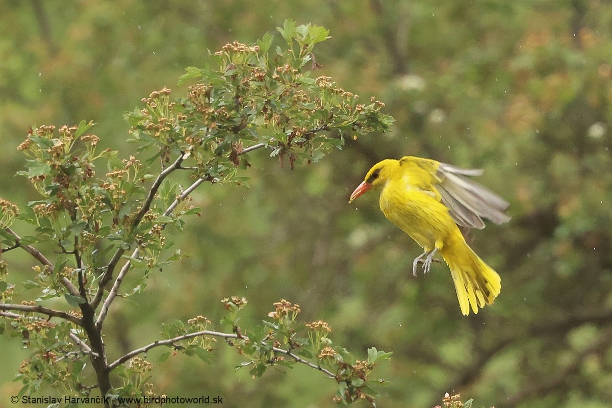 Indian Golden Oriole - ML621031052