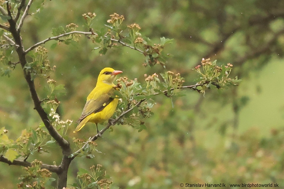 Indian Golden Oriole - ML621031053