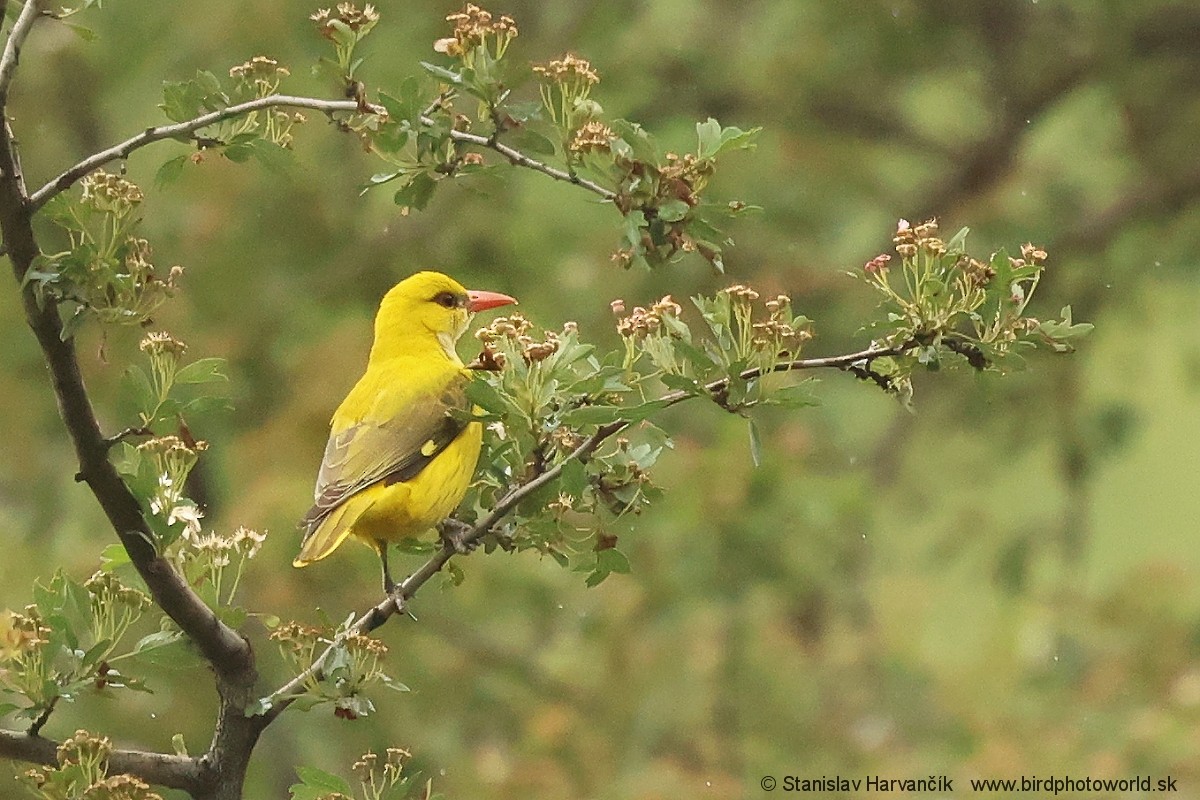 Indian Golden Oriole - ML621031054