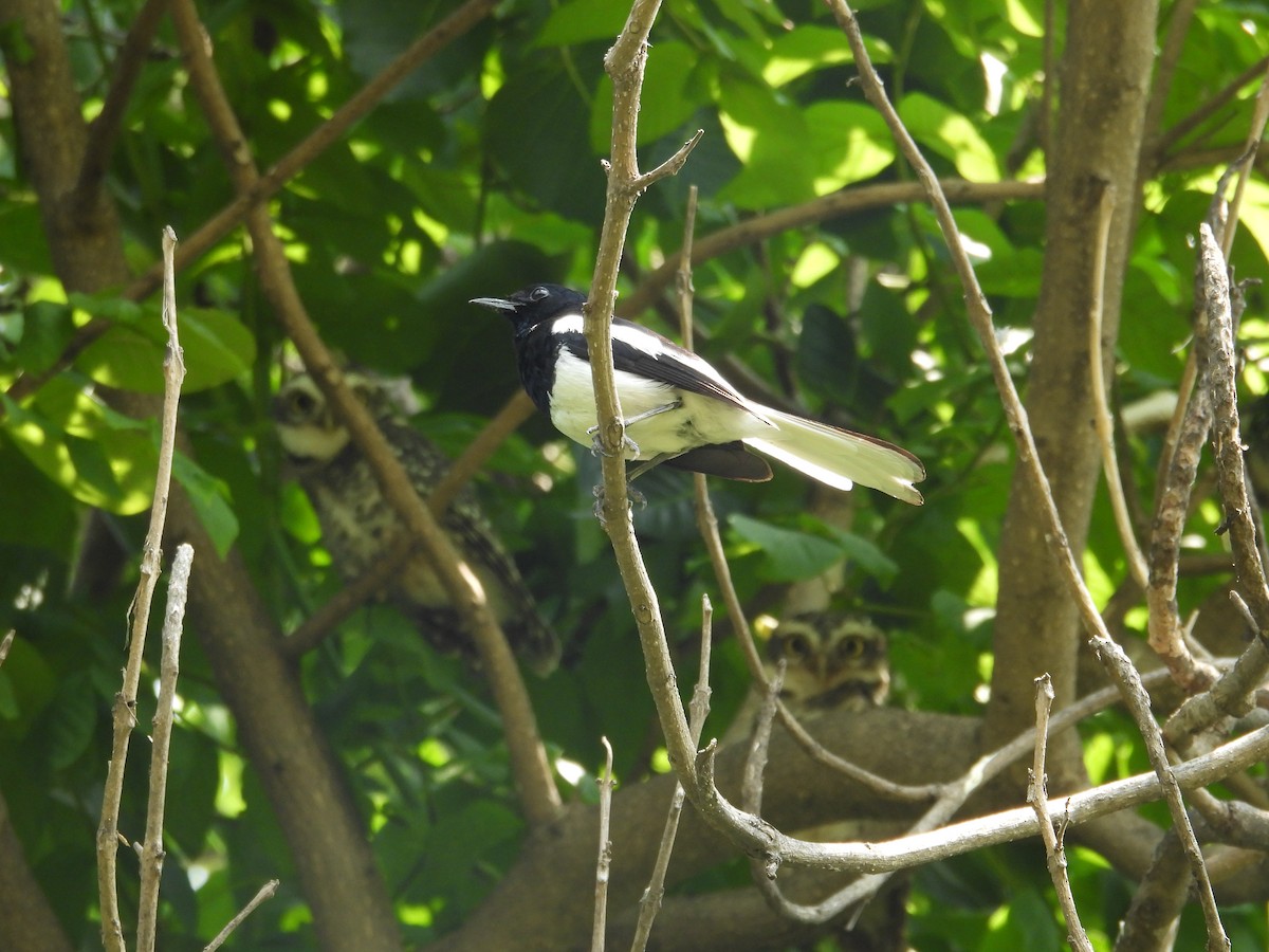Oriental Magpie-Robin - Praveen Tangirala