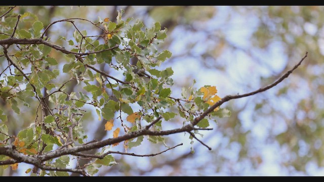 Mosquitero de Pallas - ML621031082