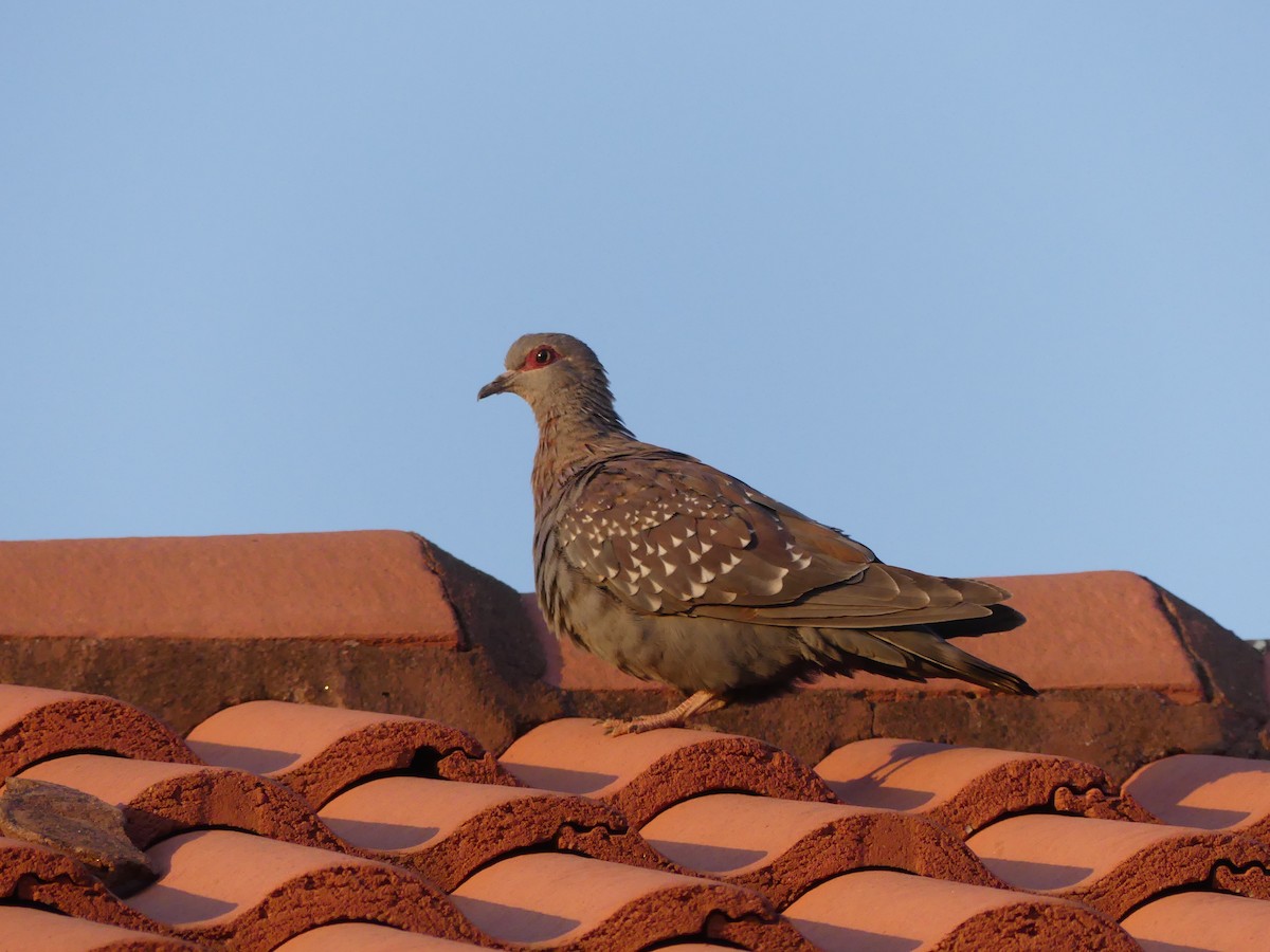 Speckled Pigeon - ML621031099
