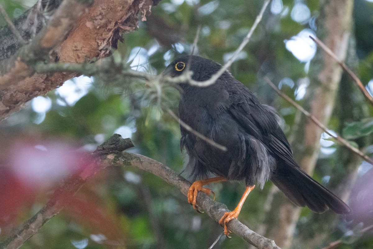 Great Thrush - ML621031104